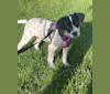 Opal, an American Pit Bull Terrier and German Shorthaired Pointer mix tested with EmbarkVet.com