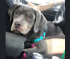 Primo, a Rottweiler and Neapolitan Mastiff mix tested with EmbarkVet.com
