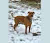 Jasper, an American Pit Bull Terrier and Doberman Pinscher mix tested with EmbarkVet.com