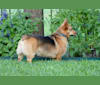 Ollie, a Pembroke Welsh Corgi and Chihuahua mix tested with EmbarkVet.com