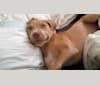 Rio, a Staffordshire Terrier tested with EmbarkVet.com