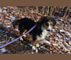 Ziva, a Miniature/MAS-type Australian Shepherd and Siberian Husky mix tested with EmbarkVet.com
