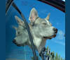 Photo of Æsir, a Siberian Husky, German Shepherd Dog, Saint Bernard, and Mixed mix in Okotoks, Alberta, Canada