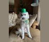 Max, a Poodle (Small) and American Eskimo Dog mix tested with EmbarkVet.com
