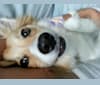 Eevee, an American Eskimo Dog and Miniature/MAS-type Australian Shepherd mix tested with EmbarkVet.com