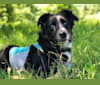 Ryder, an Australian Cattle Dog and Labrador Retriever mix tested with EmbarkVet.com