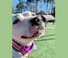 Photo of Kaylee, an American Pit Bull Terrier  in North Carolina, USA