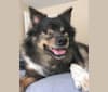 Photo of Yowie, an American Eskimo Dog and Chihuahua mix in St. Louis, Missouri, USA