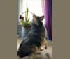 Rhea, a Siberian Husky tested with EmbarkVet.com