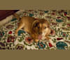 Mario, a Beagle and Norwegian Elkhound mix tested with EmbarkVet.com
