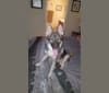 Keena, a German Shepherd Dog and Siberian Husky mix tested with EmbarkVet.com