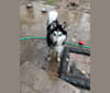 Gru, a Siberian Husky tested with EmbarkVet.com