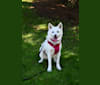 Pearl, a Japanese or Korean Village Dog and Jindo mix tested with EmbarkVet.com