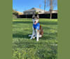 Photo of Kai, a Siberian Husky  in Thousand Oaks, CA, USA