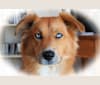 Remy, a Siberian Husky and Shetland Sheepdog mix tested with EmbarkVet.com