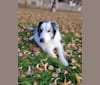 Darby, a Border Collie and Australian Shepherd mix tested with EmbarkVet.com