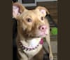 Photo of Ziva, an American Pit Bull Terrier and Golden Retriever mix in Orlando, Florida, USA