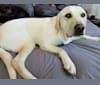 Samson, a Labrador Retriever tested with EmbarkVet.com