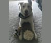 Fenrir, an Akita and German Shepherd Dog mix tested with EmbarkVet.com