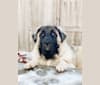 Franklyn, an Anatolian Shepherd Dog and Great Pyrenees mix tested with EmbarkVet.com