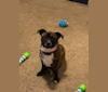 Princess, an American Pit Bull Terrier and Pekingese mix tested with EmbarkVet.com