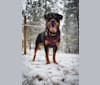 Daisy Mae, a Rottweiler tested with EmbarkVet.com