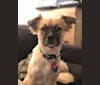 Lucy, a Pomeranian and Boxer mix tested with EmbarkVet.com