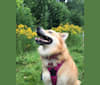 Lexi, a Siberian Husky and Pomeranian mix tested with EmbarkVet.com