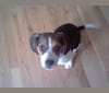Copper, a Beagle and Chihuahua mix tested with EmbarkVet.com