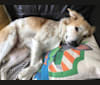 Rocky, a Southeast Asian Village Dog tested with EmbarkVet.com