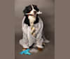 Ozone, a Bernese Mountain Dog tested with EmbarkVet.com