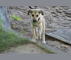 Jax, an American Village Dog tested with EmbarkVet.com