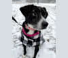Molly, an American Pit Bull Terrier and Chihuahua mix tested with EmbarkVet.com