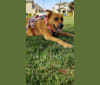 Penny, a Staffordshire Terrier and German Shepherd Dog mix tested with EmbarkVet.com