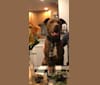 Jaxon, an American Bulldog and Labrador Retriever mix tested with EmbarkVet.com