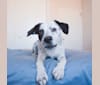 Photo of Bamboo, an American Pit Bull Terrier, Golden Retriever, and Mixed mix in New York, USA