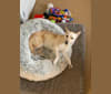 Koji, a Miniature Schnauzer and German Shepherd Dog mix tested with EmbarkVet.com
