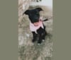 Photo of Bella Kate, a Labrador Retriever, American Pit Bull Terrier, and German Shorthaired Pointer mix in Guntersville, Alabama, USA