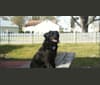 Shadow, a Labrador Retriever and Shih Tzu mix tested with EmbarkVet.com