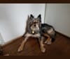 Nymeria, a Siberian Husky and Rottweiler mix tested with EmbarkVet.com