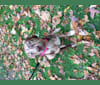 Vivian, an American Pit Bull Terrier and Labrador Retriever mix tested with EmbarkVet.com