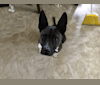 Deegan, a Staffordshire Terrier and Siberian Husky mix tested with EmbarkVet.com