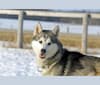 Chase, a Siberian Husky tested with EmbarkVet.com