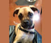 Photo of Obelius, a Pug and Chihuahua mix in Atwater, CA, USA