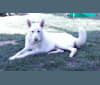 Malachi a dog tested with EmbarkVet.com
