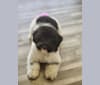 Lilo, a Poodle (Small) and Labrador Retriever mix tested with EmbarkVet.com