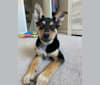 Ollie, an Australian Cattle Dog and Siberian Husky mix tested with EmbarkVet.com
