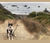 Arlo, an Australian Cattle Dog and Siberian Husky mix tested with EmbarkVet.com
