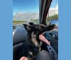 Pyro, a German Shepherd Dog (6.9% unresolved) tested with EmbarkVet.com