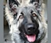 GEMMA, a German Shepherd Dog tested with EmbarkVet.com
